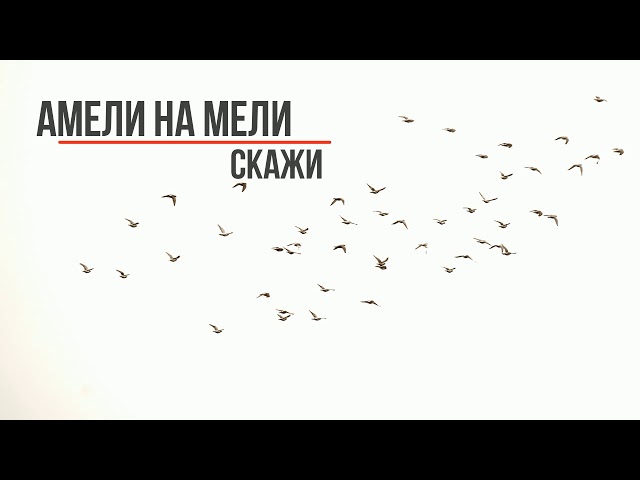 Постер Амели На Мели - Скажи