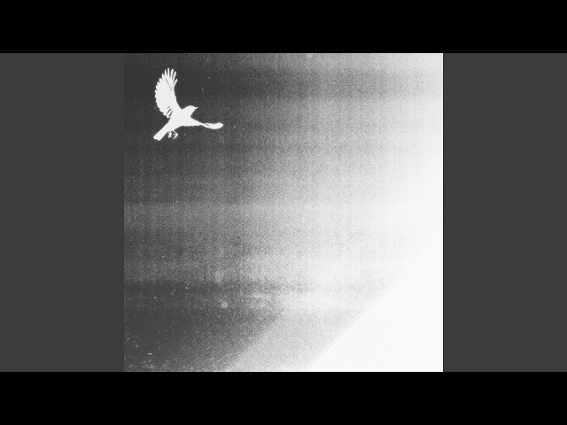 Постер игла - Птица