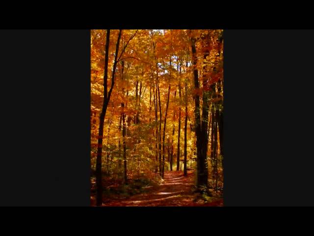 Постер Cat Stevens - The Wind