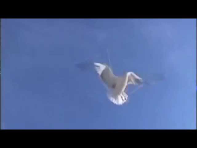 Постер Иванов Александр - Чайки